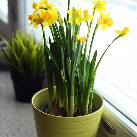 公寓 Scandinavian 17 Center Tyoemiehenkatu 2b